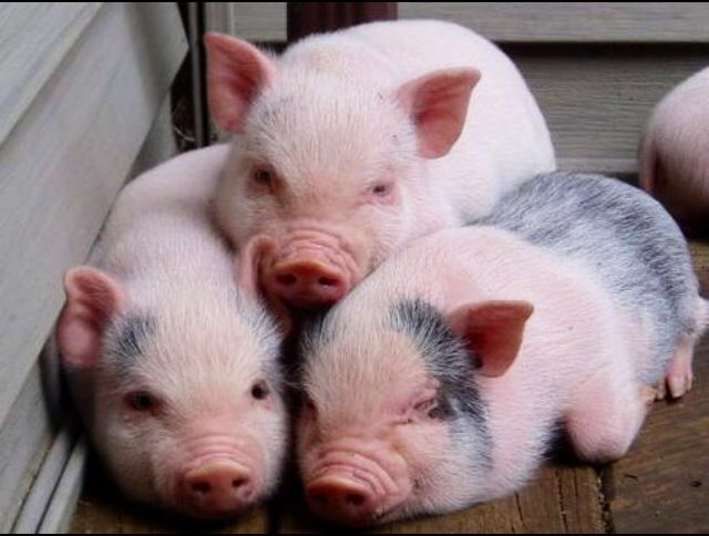 Picture of three little pigs, two lying down side by side, the third on top.
They're mostly pink, with some dark spots.
They're slightly fluffy.