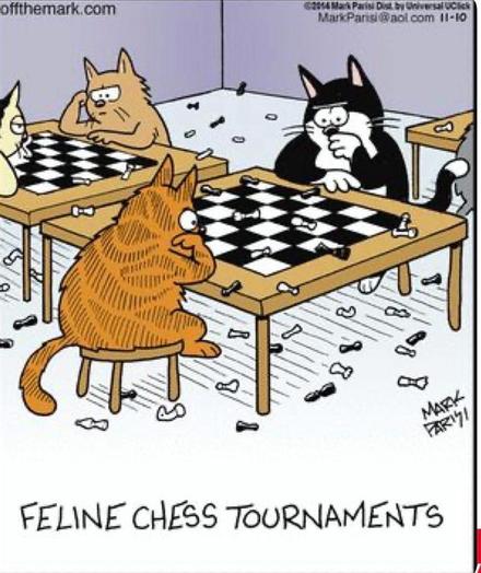 Cartoon.
Drawing of pairs of cats sitting at chess tables. All the pieces are strewn across the floor.
Feline chess tournament.