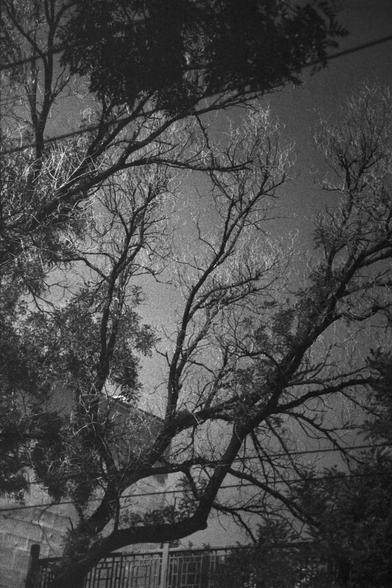 Ilford HP5 Plus 400 (FF)

English Alt Text: A grainy black-and-white photograph features a group of leafless trees with intricate branches silhouetted against the sky. Some trees retain foliage. A building is partially visible behind the trees, and a metal fence runs along the bottom. Power lines stretch horizontally across the top. The composition emphasizes contrast and texture, evoking a moody, atmospheric feeling through the interplay of natural forms and urban elements.

中文替代文字：
这是一张颗粒感强烈的…