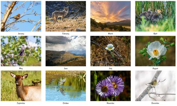 Composite of 12 photos I’ve selected for my 2026 calendar. In order the pictures are:
January - a house finch in a tree
February - a coyote standing looking at the photographer (me)
March - sunrise over mountains
April - 3 days-old goslings in weeds
May - a catbird in a tree
June - scenic view of mountains, clouds, rain, and sunlight
July - closeup of a Mariposa Lily
August - closeup of a prickly poppy
September - head and shoulders of an elk cow
October - a blue heron taking flight
November - …