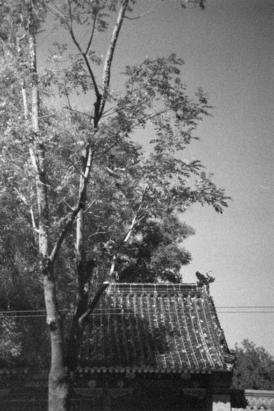 Ilford HP5 Plus 400 (FF)

English Alt Text:
A grainy black-and-white photo shows a traditional East Asian building partially hidden by tall trees. The roof is decorated with ornate details, including a sculpted figure at the corner, characteristic of Chinese temple architecture. Tree trunks and branches frame the scene, and the sky is clear. The image feels nostalgic and serene, reminiscent of historical photography.

中文替代文字：
这是一张黑白颗粒感照片，展示了一座传统东亚建筑，部分被高大的树木遮挡。屋顶装饰精美，角落有雕塑人物，是中国寺庙建筑的典型特征。画面由树干和…