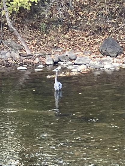 A Great Blue Heron standing in shallow water, surrounded by autumn foliage and rocky shoreline.