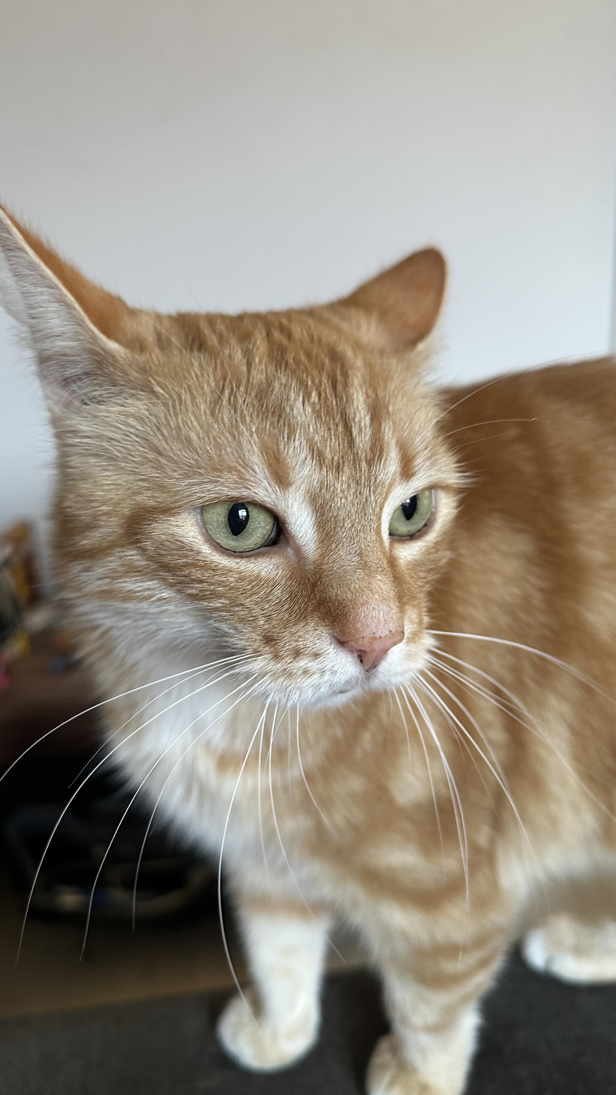 Washy the cat close up