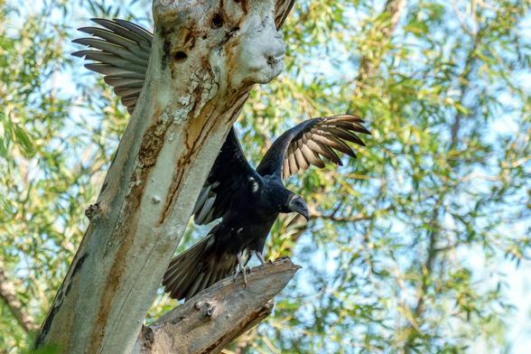 Photo of a large black bird perched in a tree oriented to the right of the frame with its wings spread above as if it were about to take off in flight. The underside of the wings and the tail are light brown. Its right wing is mostly hidden by another tree trunk slanting up to the right. The background is blurred light green leaves of various shades, with light blue sky behind those. This was one of 5 or 6 similar birds hanging around in different trees. They all seemed to be asleep except this…