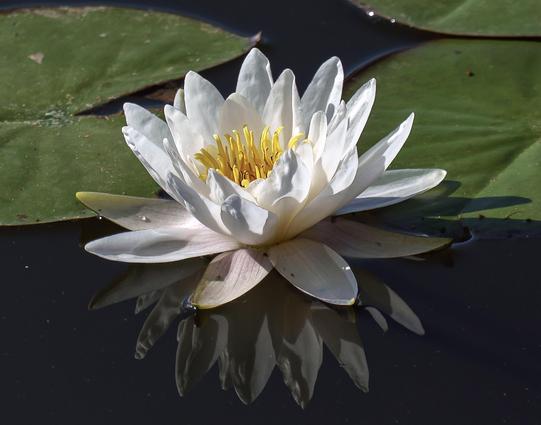 Closeup photo of a water lily blossom seen at about a 45° angle. A brightly sunlit starburst of white petals (about 25-30 of them, hard to tell) surrounds the yellow pistils and stamens standing up in the center of the flower. Behind it are large dark green leaves spread out on the water. At the bottom of the frame, there are petals reflected in the dark, perfectly still water. The sunlight makes the white petals stand out starkly against the dark green leaves and darker water. The reflected pe…