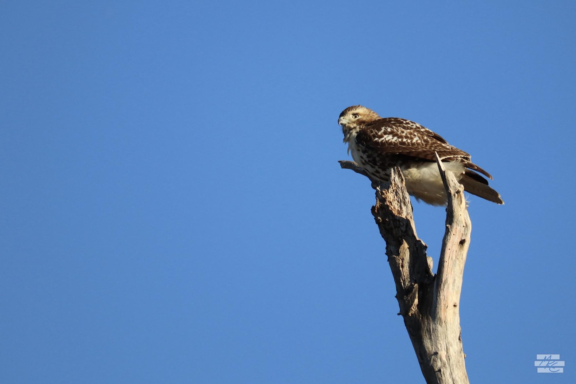 Photograph of a brown and white hawk looking forward from its perch at the tip of a dead, bare tree. The bird and tree top are on the right of the frame, leaving most of the scene the flat blue of the clear sky.