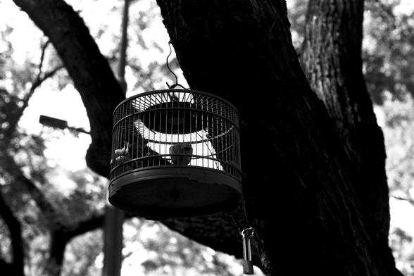 Ilford Pan 100 (FF)

English Alt Text: A black-and-white photo features a cylindrical birdcage hanging from a tree branch. Inside, a bird perches quietly. The cage is suspended by a wire and hook, with a padlock hanging nearby on the tree. Sunlight filters through the leaves, casting dappled light across the scene. The contrast between the confined bird and the open natural surroundings evokes themes of freedom and captivity.

中文替代文字： 这是一张黑白照片，画面中一个圆柱形鸟笼挂在树枝上，笼中有一只鸟静静地栖息。鸟笼通过钩子和铁丝悬挂，树干上还挂着一个挂锁。…