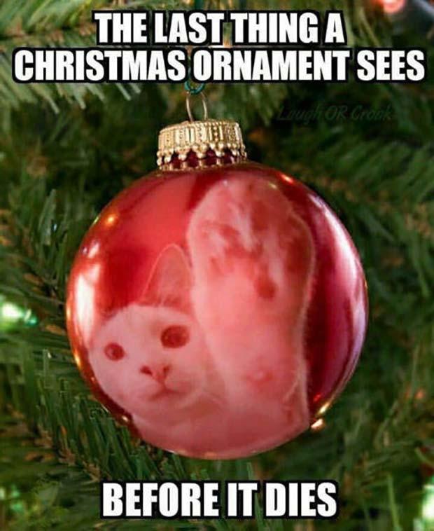 A red Christmas tree ornament hanging on a tree reflecting a cat’s face behind a cat’s paw about to touch the ornament.

The last thing a Christmas ornament sees before it dies.