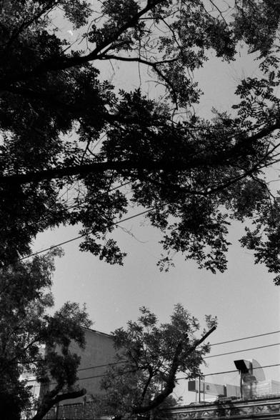 Ilford Pan 100 (FF)

English Alt Text: A black-and-white urban scene showing a brick building with a large metal ventilation duct on its exterior. A leafless tree with twisted branches reaches into the sky, contrasting with the smooth background. A utility pole with wires and a streetlight stands nearby. Leafy branches from another tree frame the top edge.

中文替代文字：
黑白城市景象，一栋砖砌建筑外墙装有大型金属通风管。一棵无叶的树枝扭曲地伸向天空，与背景形成鲜明对比。旁边有一根电线杆，上面挂着电线和路灯。另一棵树的枝叶构成画面顶部边缘。