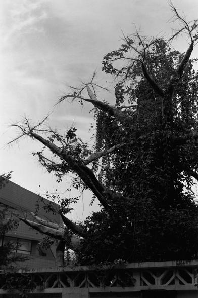 Ilford Pan 100 (FF)

English Alt Text:  
A monochrome image of a large tree with thick, twisting branches, many of which are bare or sparsely leafed. The tree is heavily overgrown with vines, creating a tangled, dense appearance. Behind it stands a building with a tiled exterior, partially obscured. In the foreground, a patterned concrete wall runs horizontally. The scene feels eerie and dramatic, with stark contrasts between nature and architecture.
中文替代文本：  
这是一张黑白照片，展示一棵枝干粗壮的大树，许多枝条光秃或仅有稀疏叶片…