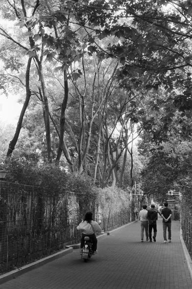 Ilford Pan 100 (FF)

English Alt Text:  
A grayscale image of a tree-lined brick pathway. On the left, a person rides a scooter away from the camera. On the right, three people walk together, also heading away. Tall trees with dense foliage form a canopy overhead. A metal fence covered in climbing plants lines the left side. The scene is peaceful and shaded, evoking a quiet urban park or walkway.
中文替代文本：  
这是一张黑白照片，画面是一条砖铺小道，两旁种满高大的树木，枝叶茂密形成树荫。左侧有一人骑电动车远离镜头，右侧三人并肩步行。左边的铁栅栏上爬满植物。整体氛围宁静，像是城市中的一条幽…
