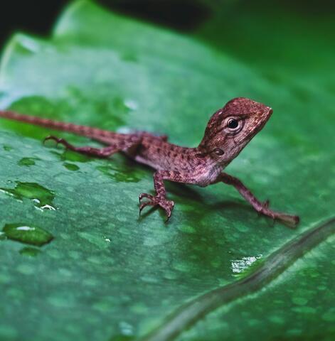 LIZARD
LIZARD
LIZARD
LIZARD
LIZARD
LIZARD
LIZARD
LIZARD