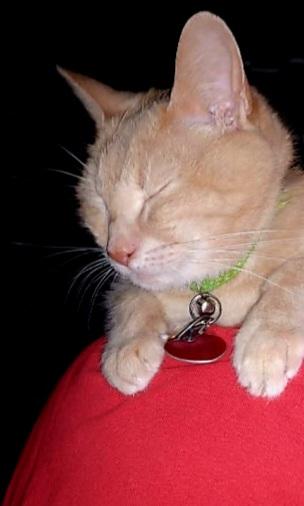 A cat with yellow to champagne colored strips has his eyes closed, a metal tag is attached to a barely visible geen collar. He is resting on a red shirt worn by a human.