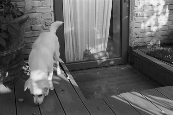 Ilford Pan 100 (FF)

English Alt Text: A black-and-white photo capturing a quiet domestic moment. In the foreground, a light-colored dog walks across a wooden deck, sniffing the ground. Behind a glass door with white curtains, a cat lies inside, gazing outward. The background includes a brick wall and a large plant pot. The contrast between the dog outside and the cat inside highlights their different environments and behaviors. The image conveys a peaceful, observational tone.

中文替代文字： 这是一张黑白照…