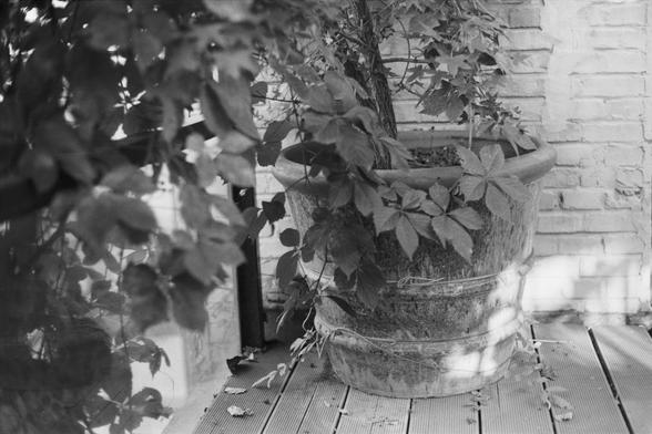 Ilford Pan 100 (FF)

English Alt Text: A black-and-white photograph of a large clay flower pot on a wooden deck. The pot is weathered and wrapped with wire or string. It holds a leafy plant with a thick stem, some leaves spilling over the edge. The background features a brick wall with a subtle arch pattern. Dappled sunlight creates soft shadows across the pot and deck, enhancing the textures. The scene feels tranquil and earthy, with a focus on natural detail.

中文替代文字： 这是一张黑白照片，展示了一个放在木质平台上的大型…
