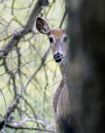 A white tail deer peers at the camera from behind a tree. The right side of the image is the out-of-focus tree, in shadow. The deer’s face is centered in the frame, its right ear sticking up. Its forehead is a light tan, shading to gray around its eyes and the sides of its snout. Its eyes and nose are black.A tangle of branches and sunlit green leaves are out of focus in the background. Location is one of several natural areas scattered around Fort Collins, CO. May 2018.