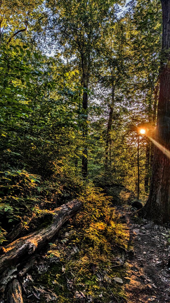 Walking a trail through a lush hardwood forest on the side of a mountain. The sun is sinking low in a soft blue evening sky, shining an orange-tinged light through the trees ahead. The footpath is a swath of dark brown earth and small gray rocks, while the surrounding forest floor is blanketed in grass, ferns and small leafy plants. A large fallen branch lines the trail to our left.