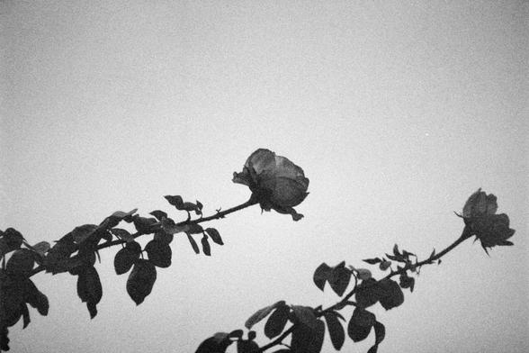 Ilford HP5 Plus 400 (FF)

English Alt Text:  
A black and white photograph shows a rose branch silhouetted against a bright, blank sky. The branch stretches diagonally across the frame, adorned with several pointed leaves and two prominent rose blossoms. The roses appear delicate and slightly wilted, their petals curling inward. The high contrast between the dark plant and the pale background emphasizes the intricate shapes of the leaves and flowers. The composition is minimalistic and poetic, …
