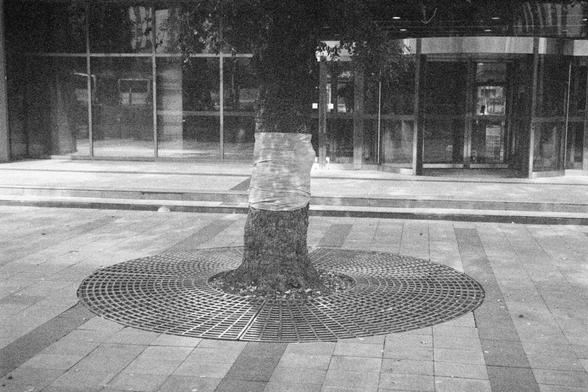 Ilford HP5 Plus 400 (FF)

English Alt Text:
A black and white photo of a single tree planted in a tiled urban plaza in front of a modern glass building with a revolving door. The tree trunk is wrapped with a light-colored protective material. Its base is encircled by a round metal grate embedded in the pavement, designed to protect roots and allow water flow. The building’s reflective glass panels and clean lines contrast with the organic form of the tree, highlighting urban landscaping and nat…