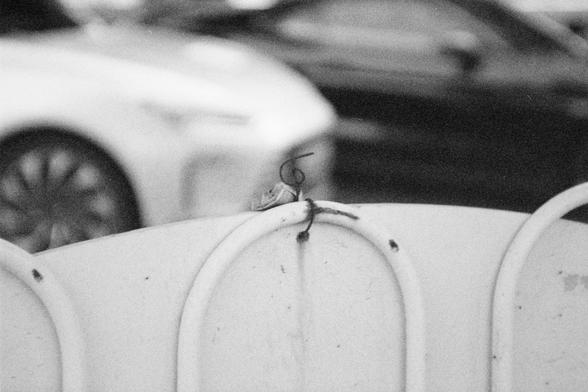 Ilford HP5 Plus 400 (FF)

English Alt Text: A close-up black and white photograph of  a curved metal surface, possibly part of a fence or gate. Above a thin wire loops gently. In the blurred background, two cars—one white and one dark—are parked, adding urban context. The delicate form contrasts with the hard metal and modern vehicles, highlighting nature’s quiet presence in a busy city.

中文替代文字：
这是一张黑白特写照片，拍摄了一个弯曲的金属表面上，可能是围栏或大门的一部分。上方有一根细线轻轻地环绕着。背景模糊，隐约可见一辆白色和一辆深色汽车，增添了城市氛围。柔软的形态与坚硬的金属和现代车辆形成…