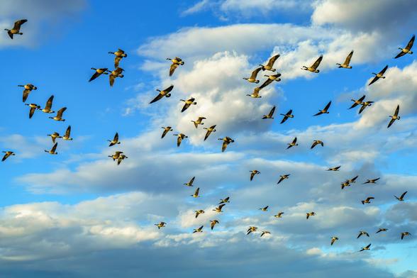 photo of 66 geese flying overhead. It's near sunset and their undersides are lit by the sun. The sky is blue and white clouds are spread across the frame. Fossil Creek Reservoir, Fort Collins, CO. December 2025