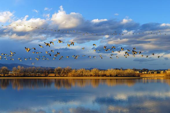Photo. A lake reflects blue sky and white clouds overhead. Sunlit trees and buildings extend cross the middle of the frame. A large flock of geese flies across the frame, their bellies bright with the setting sun. Above the flock in the background another flock is strung out as though in single file. Fossil Creek Reservoir bird sanctuary, Fort Collins, CO. December 2025.