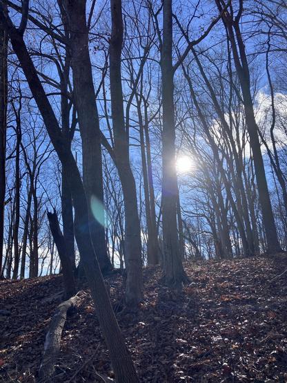 A wooded area featuring bare trees against a bright blue sky, with the sun shining through the branches, and scattered fallen leaves on the ground.