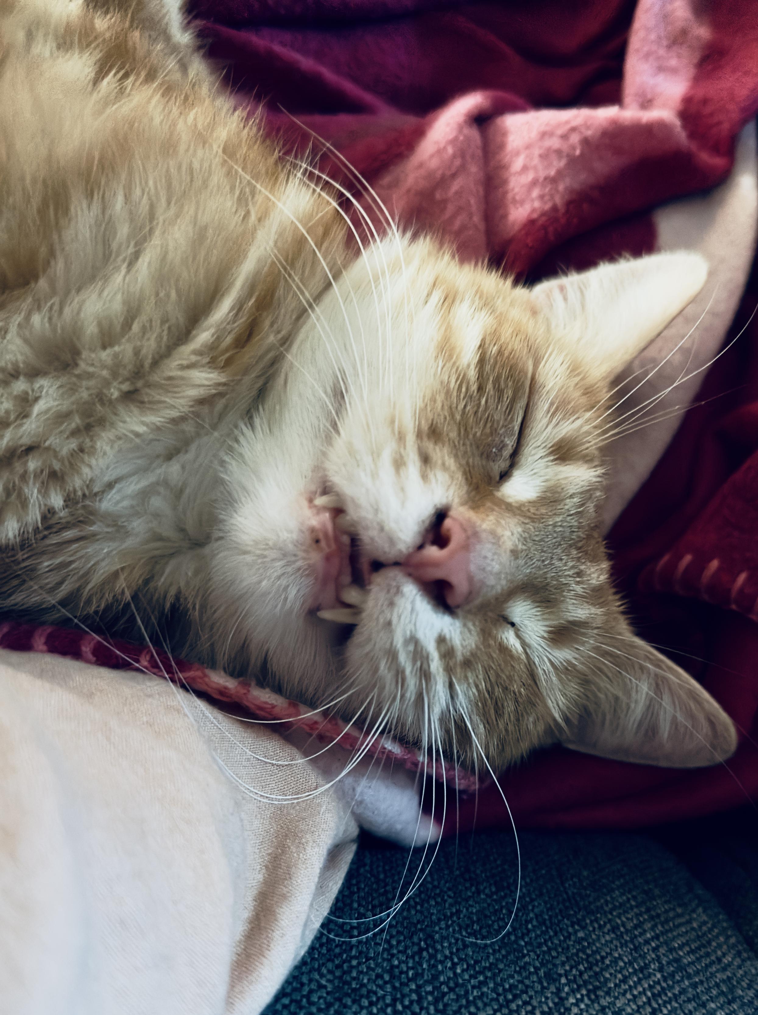 Sleepy Washy the cat