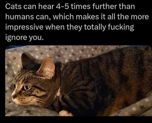 Picture of a house cat crouched on a pillow, looking to the left.

Cats can hear 4-5 times further than humans can, which makes it all the more impressive when they totally fucking ignore you.