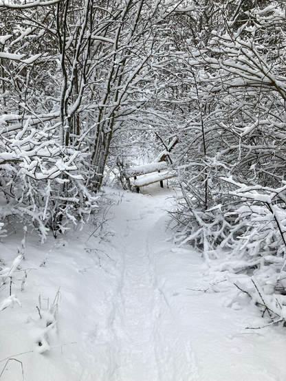 En parkbänk vid en stig inne i ett tätt buskage täckt med ett fem cm tjockt lager snö
