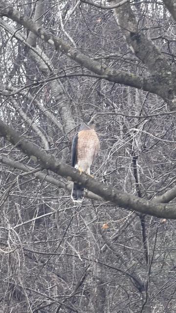 A Coopers Hawk is perched on a branch among bare trees. Its talons are visible, gripping the tree branch. 