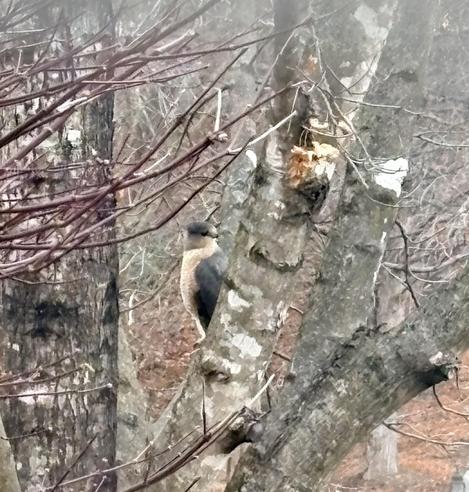 A Coopers Hawk perched on the trunk of a tree, partially hidden among the branches. The scene is slightly foggy, with muted colors reflecting a natural, wooded environment.