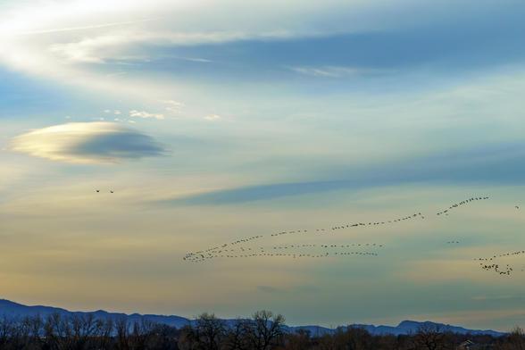 Photo. Sky nearing sunset, blue and gray at the top, shading to a yellowish cast toward the bottom. Treetops spread along the bottom edge, with distant, hazy foothills behind. Skeins of geese fly in typical V formation above the horizon. I was with a group looking at bald eagles that come down from Canada for the winter, and hang out around the Fossil Creek Reservoir and bird sanctuary. January 2026.
When geese fly in their V formation, why is one leg always longer than the other?


Because the…