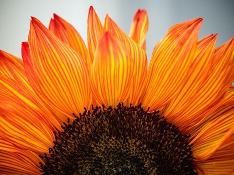 a close up of a sunflower