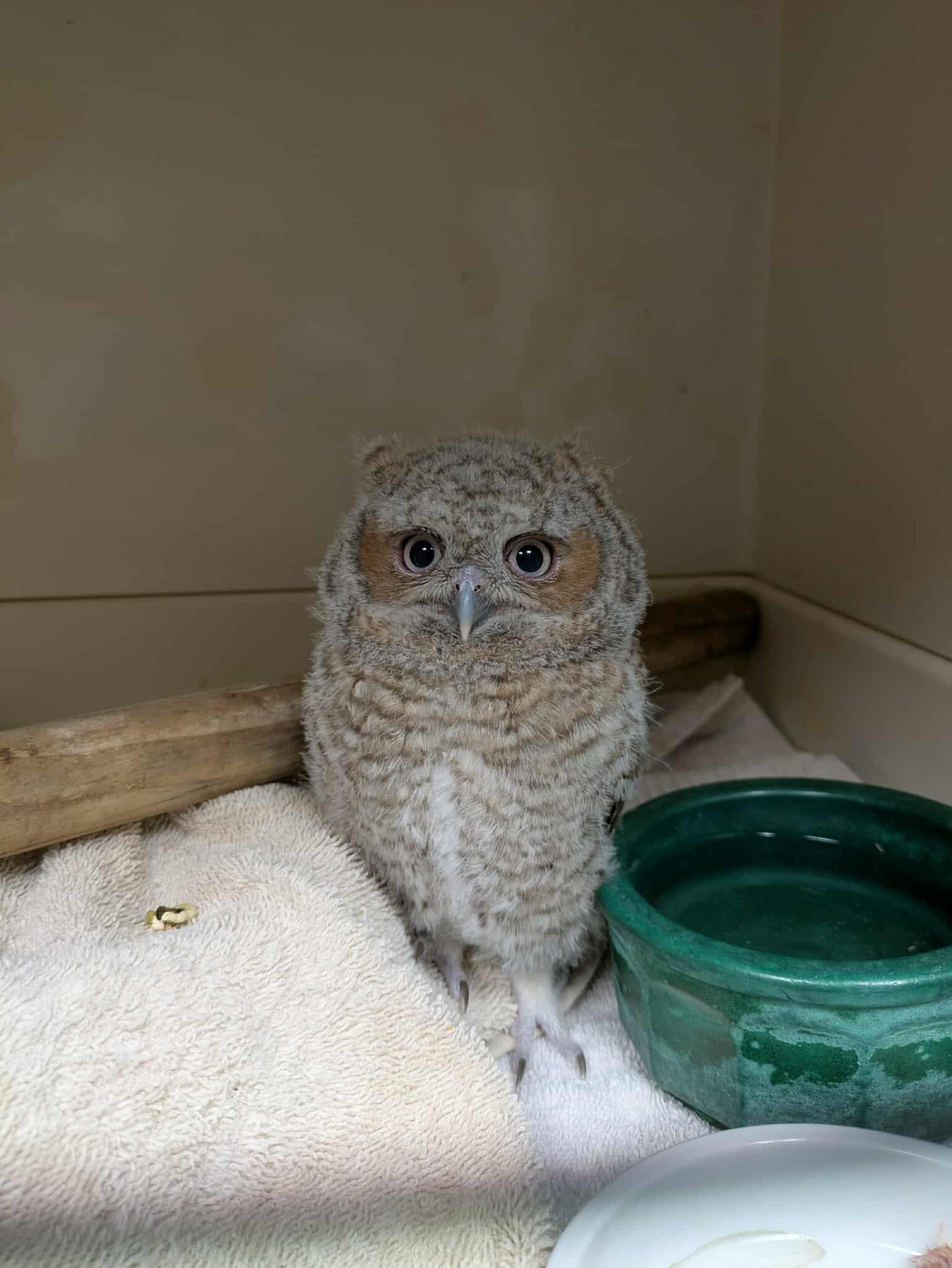 A very small, unbelievably cute screech owl baby, maybe 5 or 6 inches tall. He's old enough that his feathers have recently come in but he's still developing his adult coloration. He has enormous dark eyes and a light brown mask around them. His belly is a wavy pattern of white and light brown. You can't see it, but his back is a little darker, the color of baked beans, which gave him his name. He sits in the corner of a painted cinder block room on top of towels on the floor, with a water bowl next to him