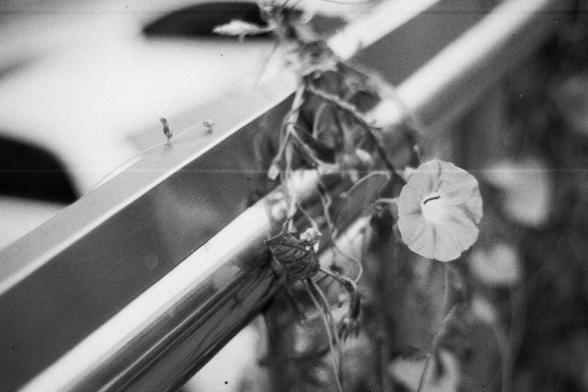 ERA 100 (FF)

English Alt Text:
A close-up black and white photo of a morning glory flower blooming on a vine wrapped around a metal railing. The flower is on the right side, its delicate petals and central opening clearly visible. The vine’s tendrils and leaves intertwine with the railing, creating a contrast between organic curves and industrial lines. The background is softly blurred, emphasizing the flower’s gentle beauty. The image captures a moment of quiet resilience in an urban setting.…