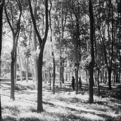 Lucky SHD 400 (6x6)
English:
This black-and-white image depicts a serene park or forest path. Tall, slender trees line both sides of the path, their trunks and branches creating a natural corridor. Two people are walking along the path in the distance, adding a sense of scale and life to the scene. The sunlight filters through the leaves, casting dappled light and shadow on the ground, enhancing the peaceful and tranquil atmosphere.
Chinese (中文):
这张黑白照片展示了宁静的公园或森林小径。两侧是高大苗条的树木，树干和枝条形成天然走廊。远处有两个…
