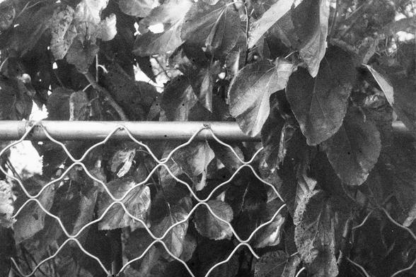 ERA 100 (FF)

English Alt Text:
A close-up black and white photograph of a metal wire fence with a diamond-shaped pattern. Dense foliage surrounds and weaves through the fence, with large, broad leaves suggesting a mature plant overtaking the structure. The contrast between the rigid geometry of the fence and the organic curves of the leaves highlights nature’s quiet persistence. The monochrome palette emphasizes texture and depth, drawing attention to the interplay of light and shadow on both …