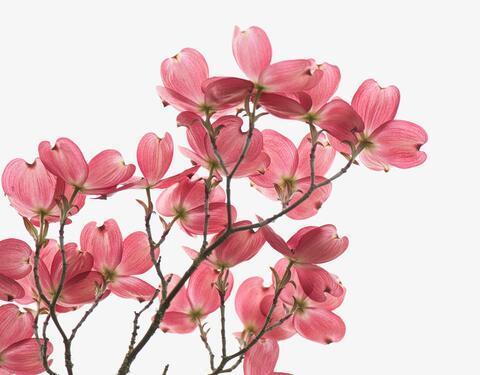 A branch with pink flowers.
