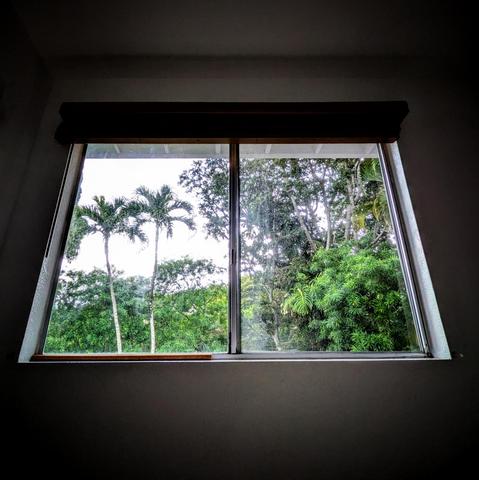 Looking through a modern metal-framed split window fifty minutes after sunrise, there is dense greenery and two tall skinny palm trees. The patch of sky we can see through the trees is white. 