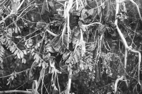 ERA 100 (FF)
English Alt Text:
A black-and-white photograph of dense foliage with leaves, vines, and branches. The image plays with perception and concealment, creating a mysterious and artistic effect.

中文替代文字：
这是一张黑白照片，画面中是密集的树叶、藤蔓和枝条。这张图像利用视觉错觉和隐藏效果，营造出神秘而富有艺术感的氛围。