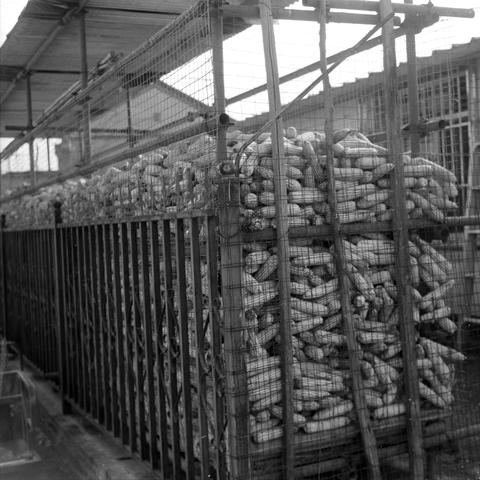 Lucky SHD 400 (6x6)
English Alt Text: A large quantity of corn cobs is densely stacked inside a metal and wire mesh enclosure. The corn fills the space from bottom to top, suggesting post-harvest storage. Vertical metal bars and wire mesh form the walls, while a roof overhead shields the contents. The enclosure appears to be part of a rural or industrial agricultural facility. The corn is dry and uniform in size, indicating it may be stored for drying or processing. No people or machinery are v…