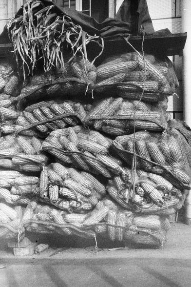 ERA 100 (FF)

English Alt Text:
A grayscale photo showing a large stack of mesh bags filled with ears of corn. The bags are tightly packed and stacked high, forming a wall-like structure. At the top, dried corn husks hang down, and a dark cloth or tarp partially covers the stack. The setting appears to be outdoors or semi-covered, possibly near a storage facility. The image highlights agricultural abundance and rustic textures.
中文替代文字：
一张黑白照片，画面是一大堆装满玉米的网袋，紧密堆叠成墙状结构。顶部垂挂着干玉米皮，一块深色布或帆布部分覆盖着玉米堆。场…