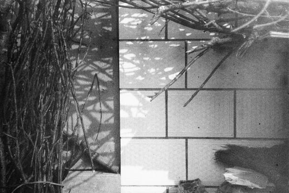 ERA 100 (FF)

English Alt Text:
A black-and-white photo of a tiled wall with a grid pattern. On the left, a dense bundle of thin branches leans against the wall, some forming a triangular wire structure. In the top right corner, more branches cast intricate shadows across the tiles. The shadows create a layered, abstract texture. At the bottom right, partially visible objects—possibly paper or fabric—add subtle contrast. The overall composition emphasizes geometry, texture, and the interplay of…