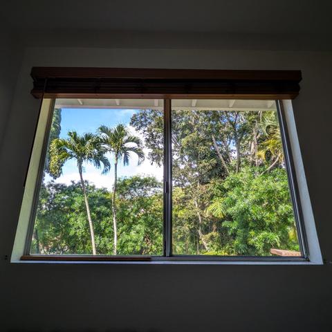 Looking through a modern metal-framed split window ten minutes before sunrise, there is dense greenery and two tall skinny palm trees. The patch of sky we can see through the trees is bright blue with puffy white clouds. 