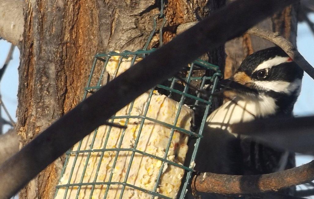 hairy woodpecker