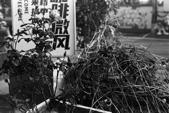 NEOPAN SS 100 (FF)

A black-and-white photo of a rectangular planter filled with rose bushes and tangled, dried vines. The roses are in bloom, contrasting with the lifeless vines. Behind the planter stands a vertical sign with bold Chinese characters and the English words “WELCOME COFFEE LOVE.” The sign suggests a nearby café or shop. The scene is outdoors, possibly on a sidewalk. The composition juxtaposes vitality and decay, with the roses symbolizing life and the vines suggesting abandonment…