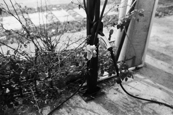 NEOPAN SS 100 (FF)
English Alt Text:
A black and white photo of an electric vehicle charging station. The station has a thick cable and connector plugged into it. Around its base, wild plants grow freely, with one pale flower in full bloom standing out against the darker tones. The ground is paved, and a sidewalk runs behind the station. The image contrasts modern technology with natural growth, suggesting themes of sustainability and coexistence.

中文替代文字：
这是一张黑白照片，展示了一个电动车充电站。充电线连接在设备上，底部周围长满了…
