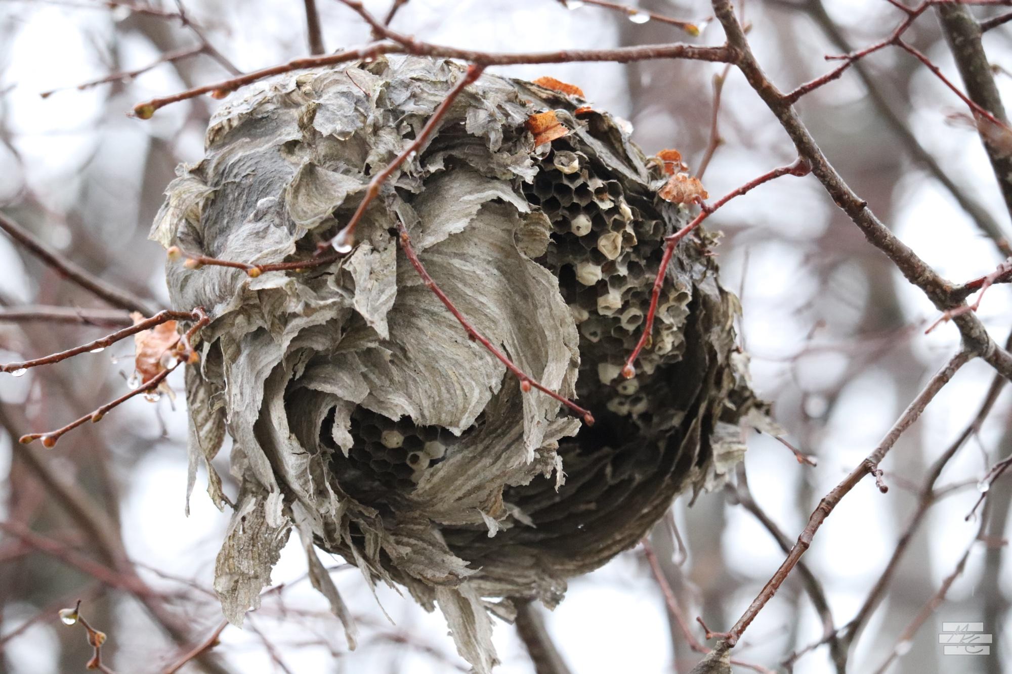 Photograph of the remnants of a hornet nest among bare tree branches backed by a stark sky. The gray, papery exterior is half torn away revealing a bit of the honeycombed interior.