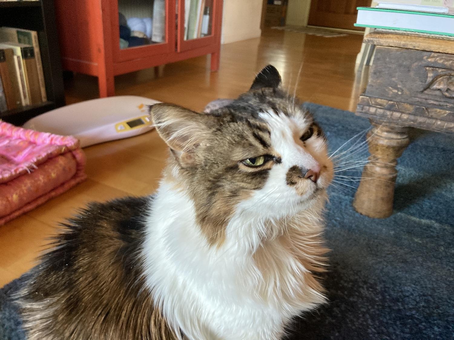 Photo of a gorgeous brown and white tabby cat, Gill, who looks seriously disgruntled. If side-eye was a cat, it would be Gill.